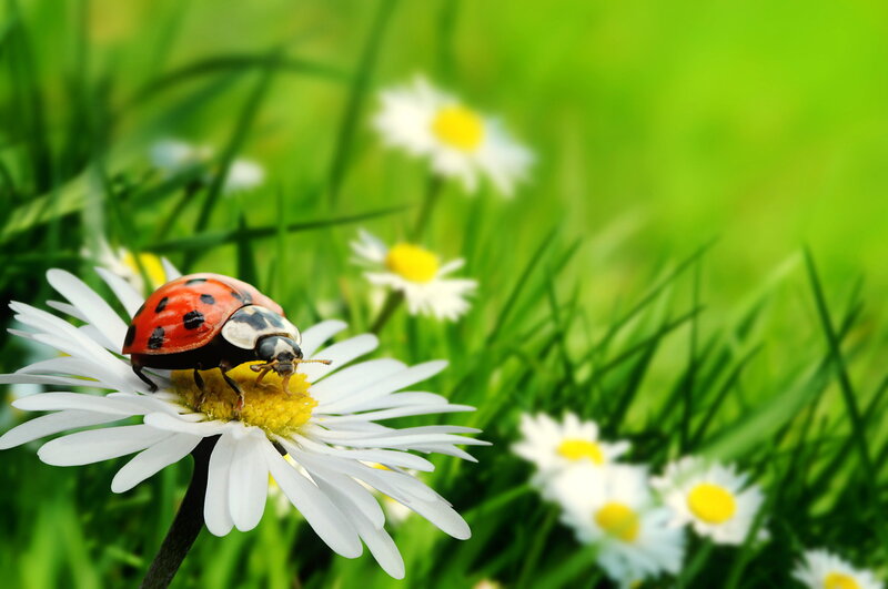 Ladybug on Daisy — Green, Serene, Spring, Photograph