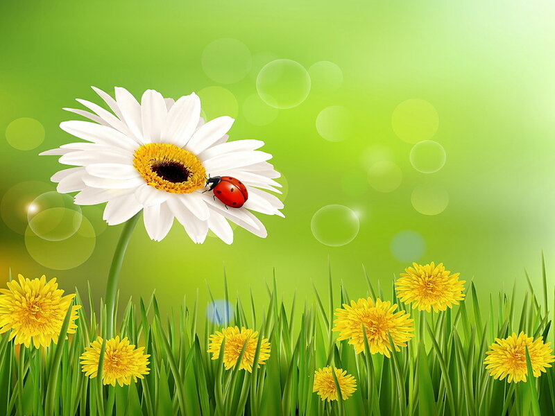 Ladybug on Daisy — Green, Serene, Spring