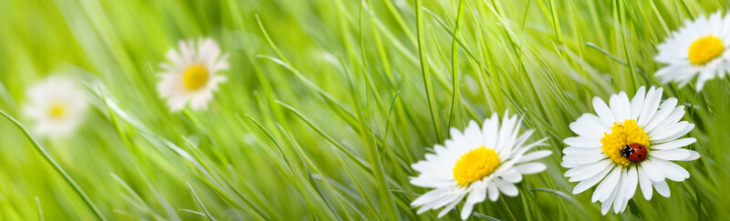 Ladybug on Daisy — Green