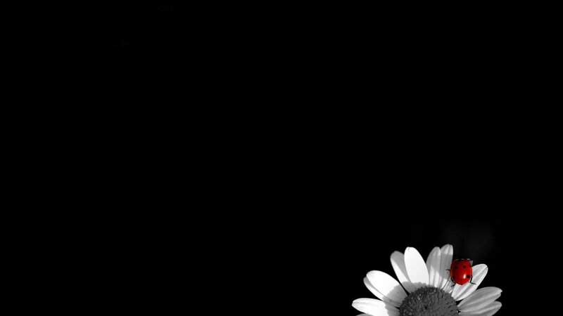 Ladybug on Daisy — Minimalist