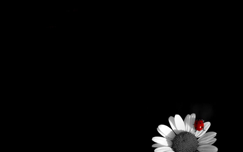 Ladybug on Daisy — Photograph