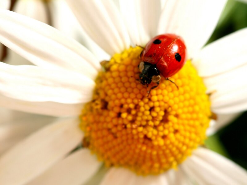 Ladybug on Daisy — Red, Calm, Afternoon