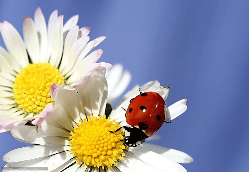 Ladybug on Daisy — Red, Calm