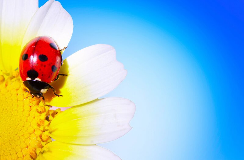 Ladybug on Daisy — Red, Serene, Afternoon, Photograph