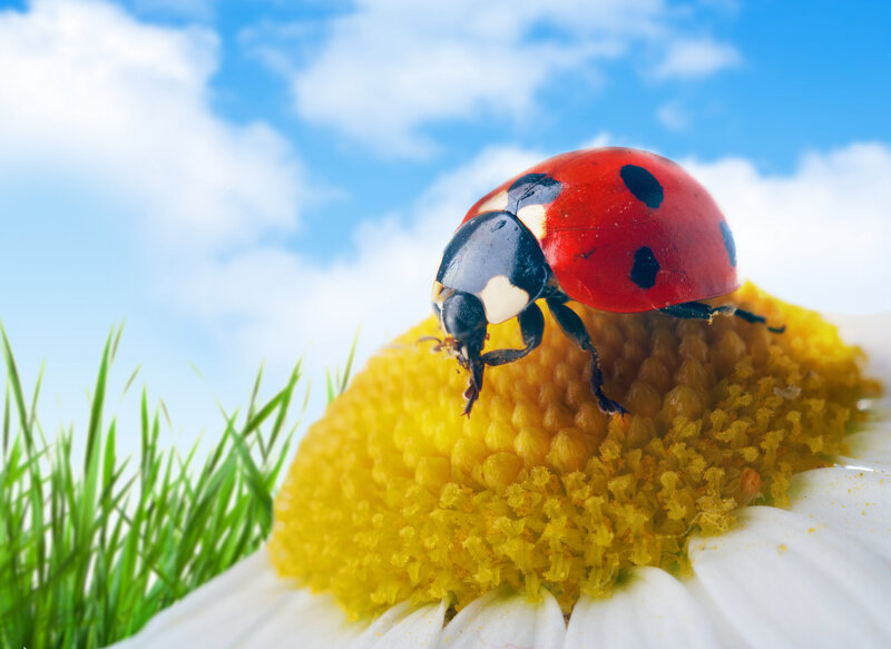 Ladybug on Daisy — Red, Serene, Afternoon