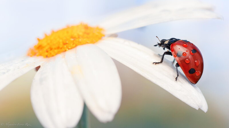 Ladybug on Daisy — Red, Serene, Morning, Photograph