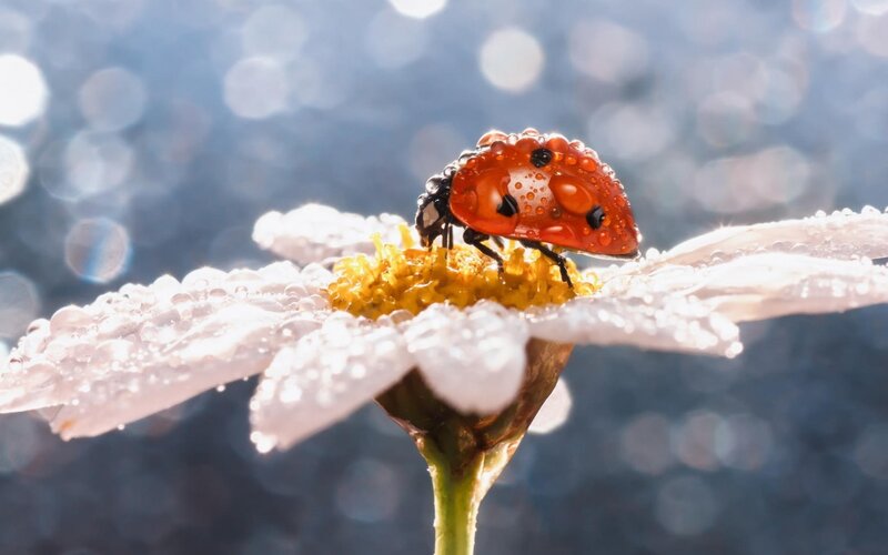 Ladybug on Daisy — Red, Serene, Morning