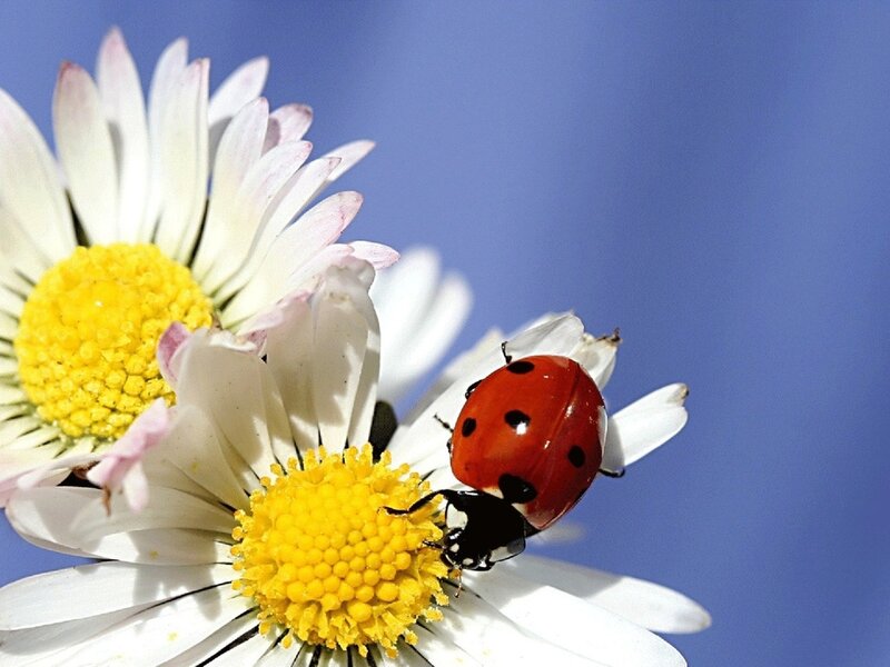 Ladybug on Daisy — Red, Serene