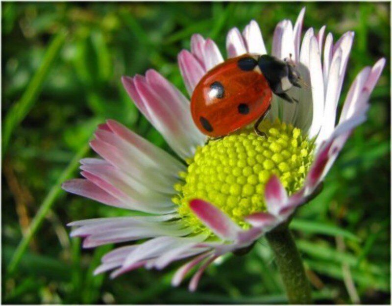 Ladybug on Daisy — Red