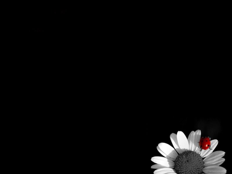 Ladybug on Daisy