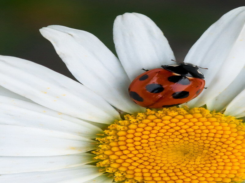 Ladybug on Daisy — White, Calm, Afternoon, Photograph, Flower, Insect, Yellow, Red