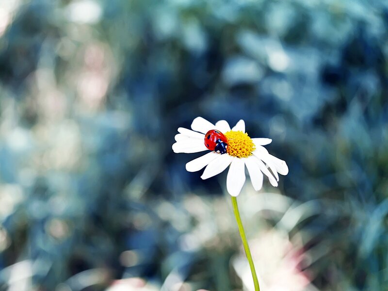 Ladybug on Daisy — White, Calm, Afternoon, Photograph