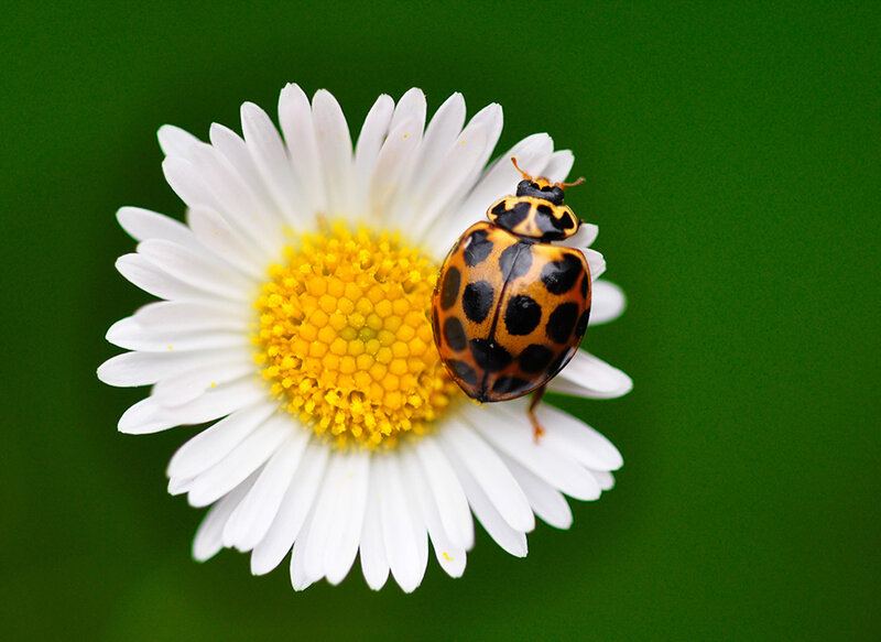 Ladybug on Daisy — White, Calm, Afternoon