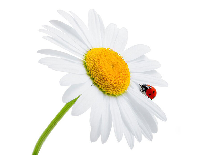 Ladybug on Daisy — White, Calm, Photograph, Flower, Insect