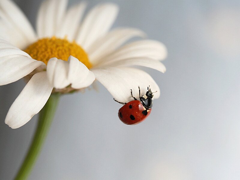 Ladybug on Daisy — White, Calm, Photograph