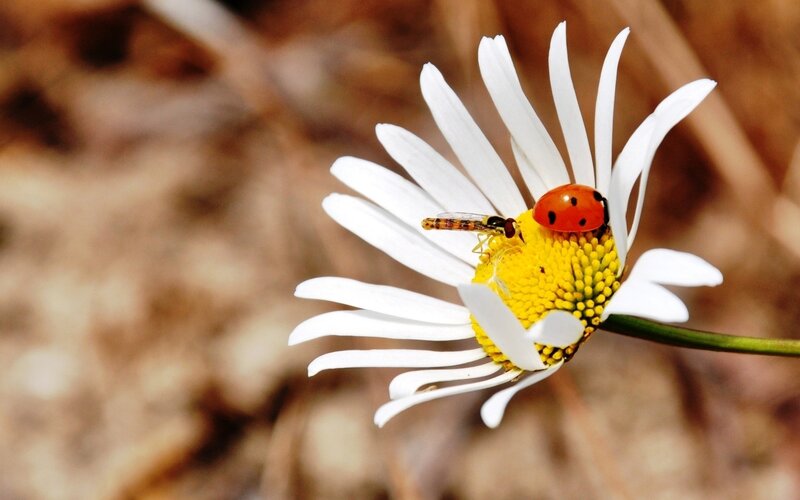 Ladybug on Daisy — White, Calm, Spring