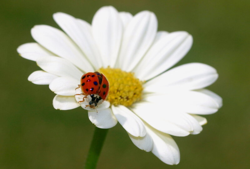 Ladybug on Daisy — White, Calm
