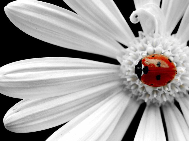 Ladybug on Daisy — White, Dramatic
