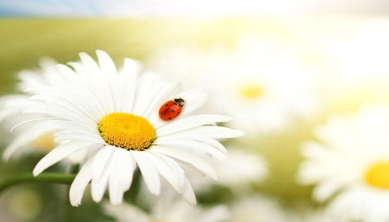 Ladybug on Daisy — White, Serene, Afternoon, Photograph, Insect
