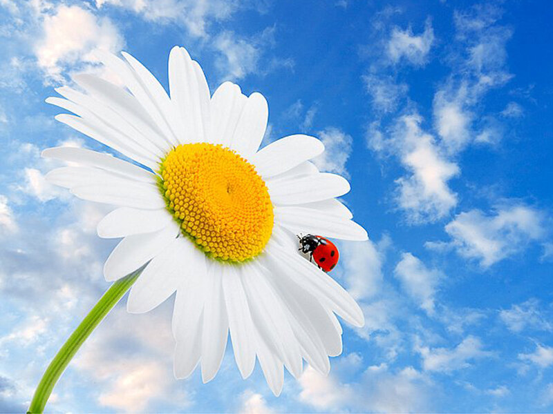 Ladybug on Daisy — White, Serene, Afternoon, Photograph, Sky