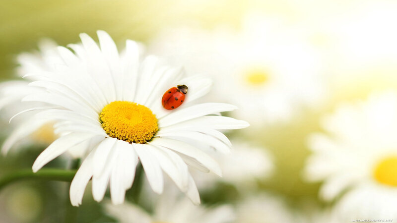 Ladybug on Daisy — White, Serene, Afternoon, Photograph