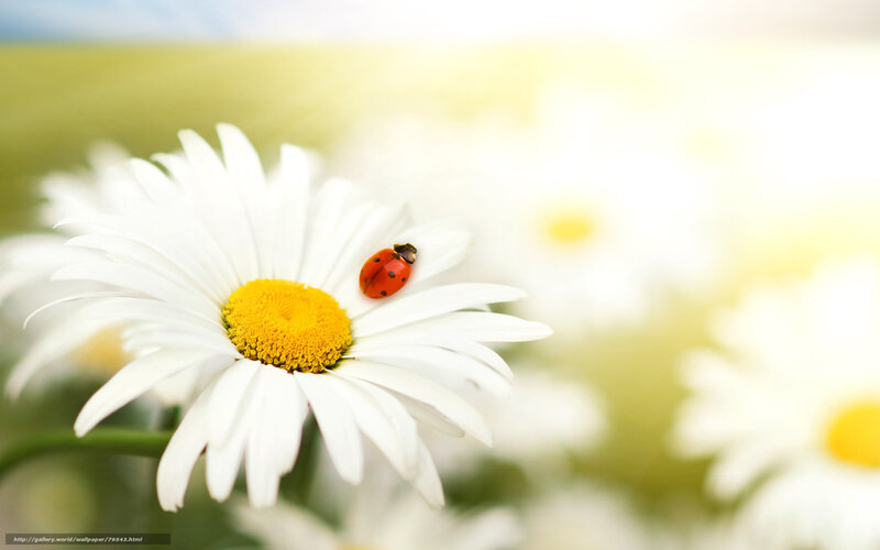 Ladybug on Daisy — White, Serene, Afternoon