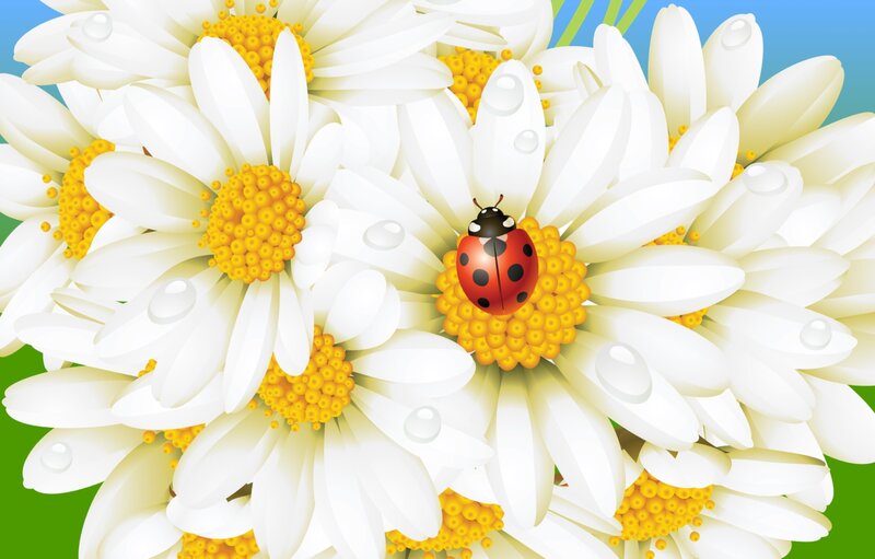 Ladybug on Daisy — White, Serene, Morning, Digital Art