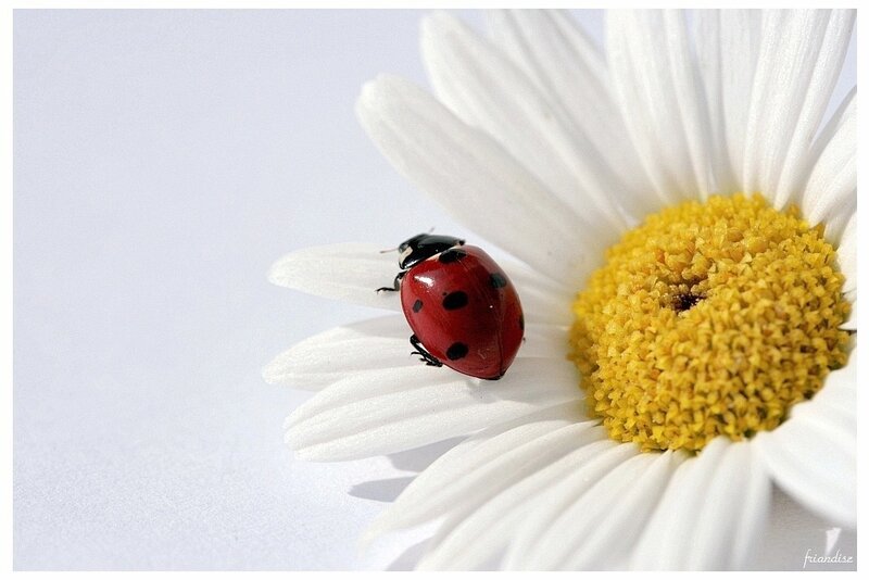 Ladybug on Daisy — White, Serene, Morning, Photograph, Flower