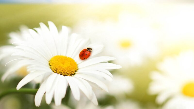 Ladybug on Daisy — White, Serene, Morning, Photograph, Insect