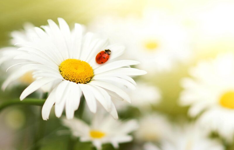 Ladybug on Daisy — White, Serene, Morning, Photograph
