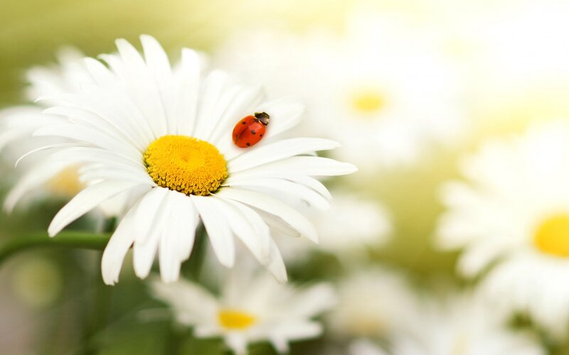 Ladybug on Daisy — White, Serene, Morning