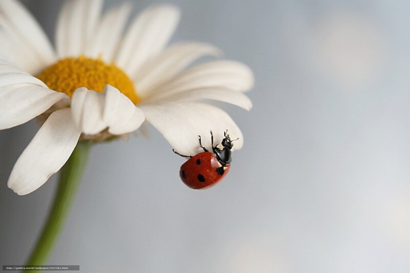 Ladybug on Daisy — White, Serene, Photograph, Stem