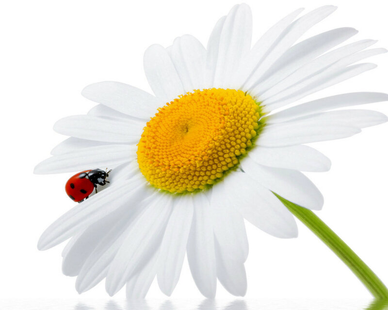Ladybug on Daisy — White, Serene, Photograph