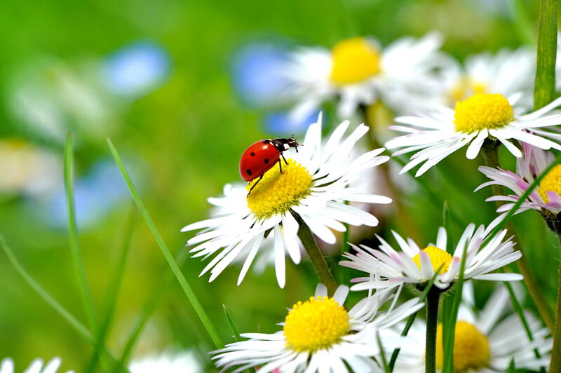 Ladybug on Daisy — White, Serene, Spring, Photograph