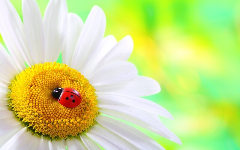 Ladybug on Daisy — White, Serene, Spring