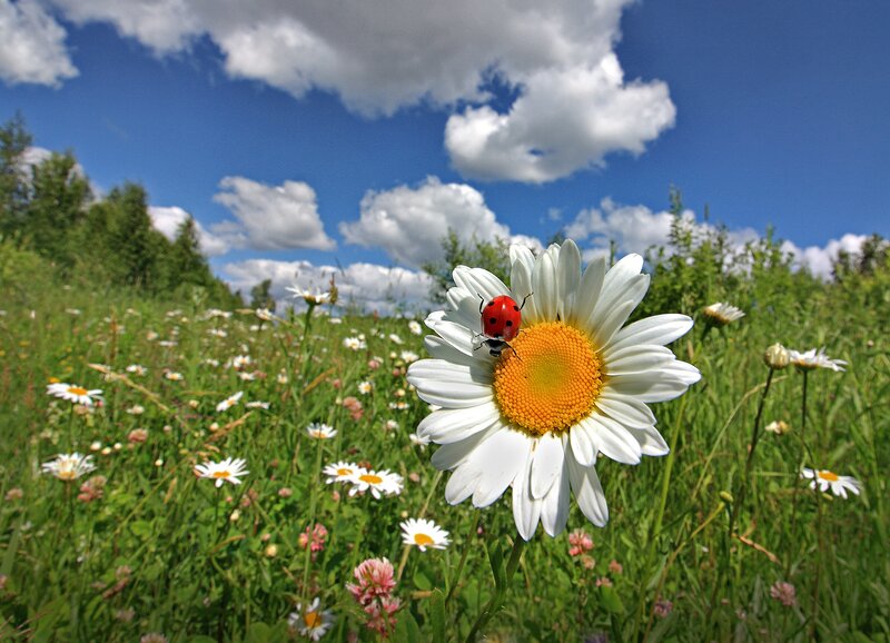 Ladybug on Daisy — White, Serene, Summer