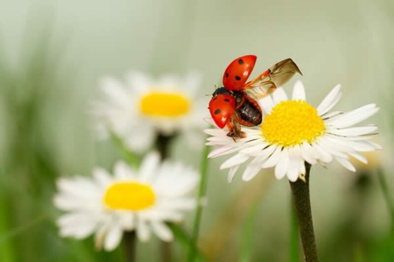 Ladybug on Daisy — White, Serene