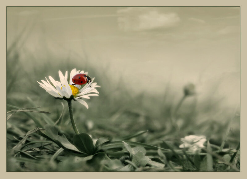 Ladybug on Daisy — White