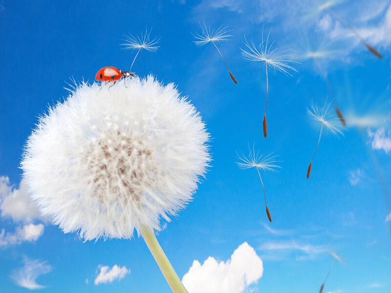 Ladybug on Dandelion — Blue
