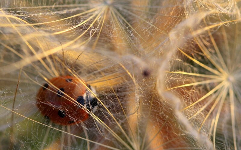 Ladybug on Dandelion — Orange, Calm, Sunset, Photograph