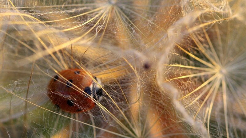 Ladybug on Dandelion — Orange, Calm, Sunset