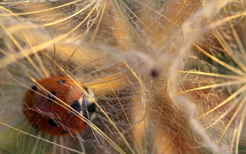 Ladybug on Dandelion — Orange