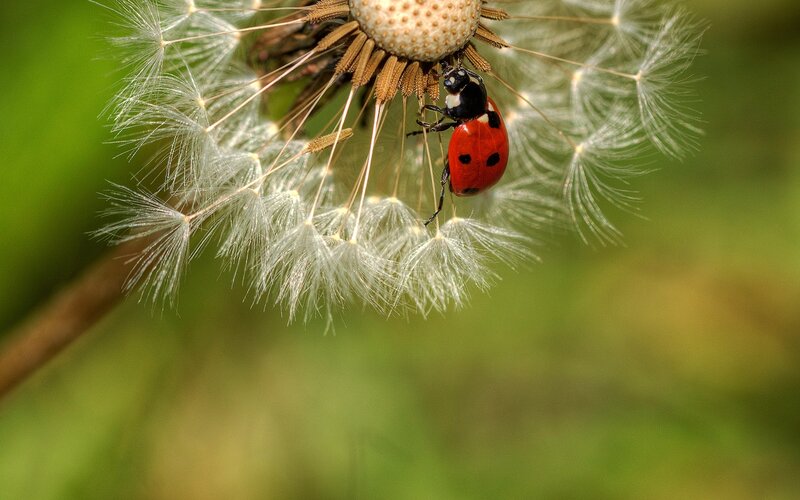 Ladybug on Dandelion — Red, Calm