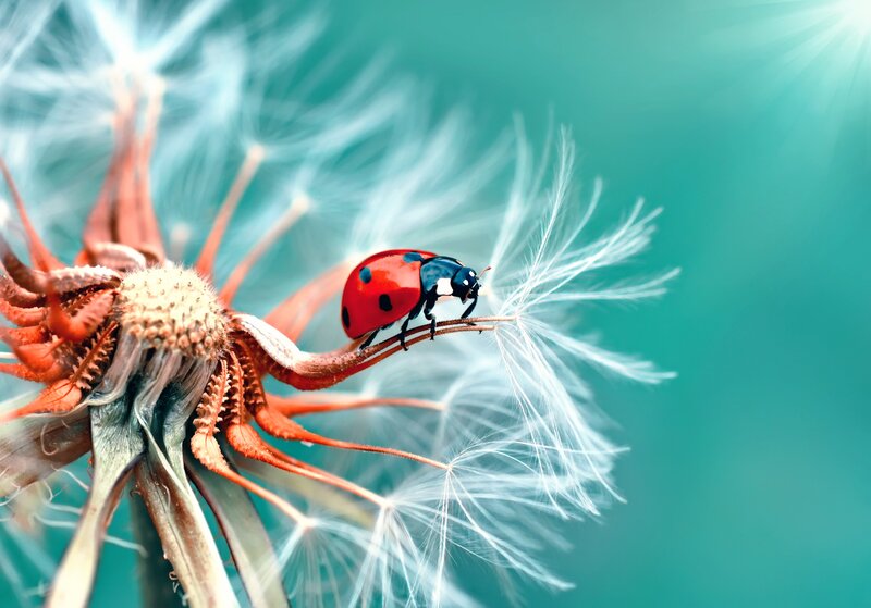 Ladybug on Dandelion — Red, Serene, Afternoon, Photograph, Insect, Seed
