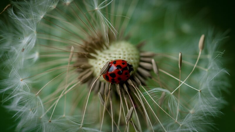 Ladybug on Dandelion — Red, Serene, Afternoon, Photograph, Insect