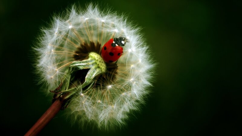 Ladybug on Dandelion — Red, Serene, Photograph, Insect, Stem