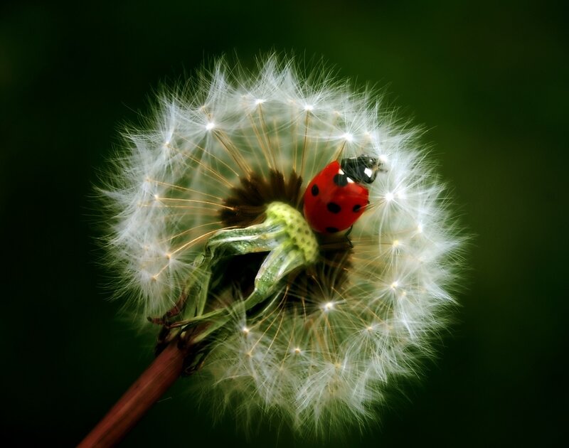 Ladybug on Dandelion — Red, Serene, Photograph, Insect