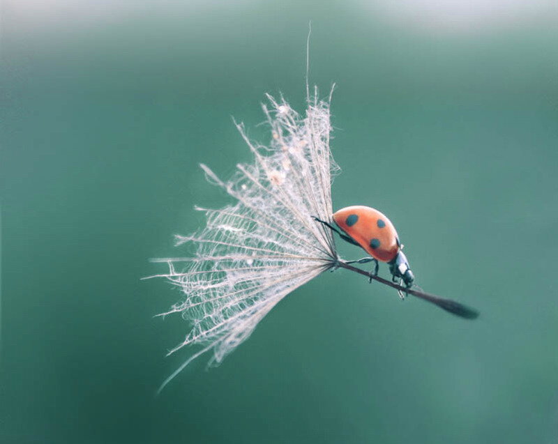Ladybug on Dandelion — Red, Serene, Photograph
