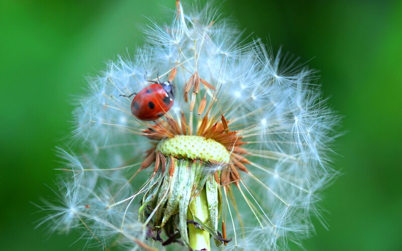 Ladybug on Dandelion — Red, Serene, Summer