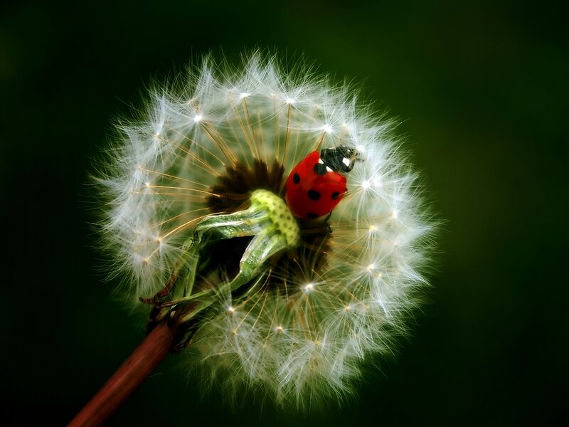 Ladybug on Dandelion — Red, Serene